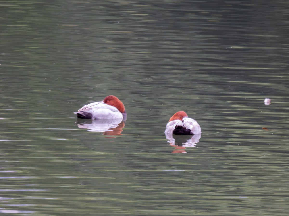 taffeland - ML646607209