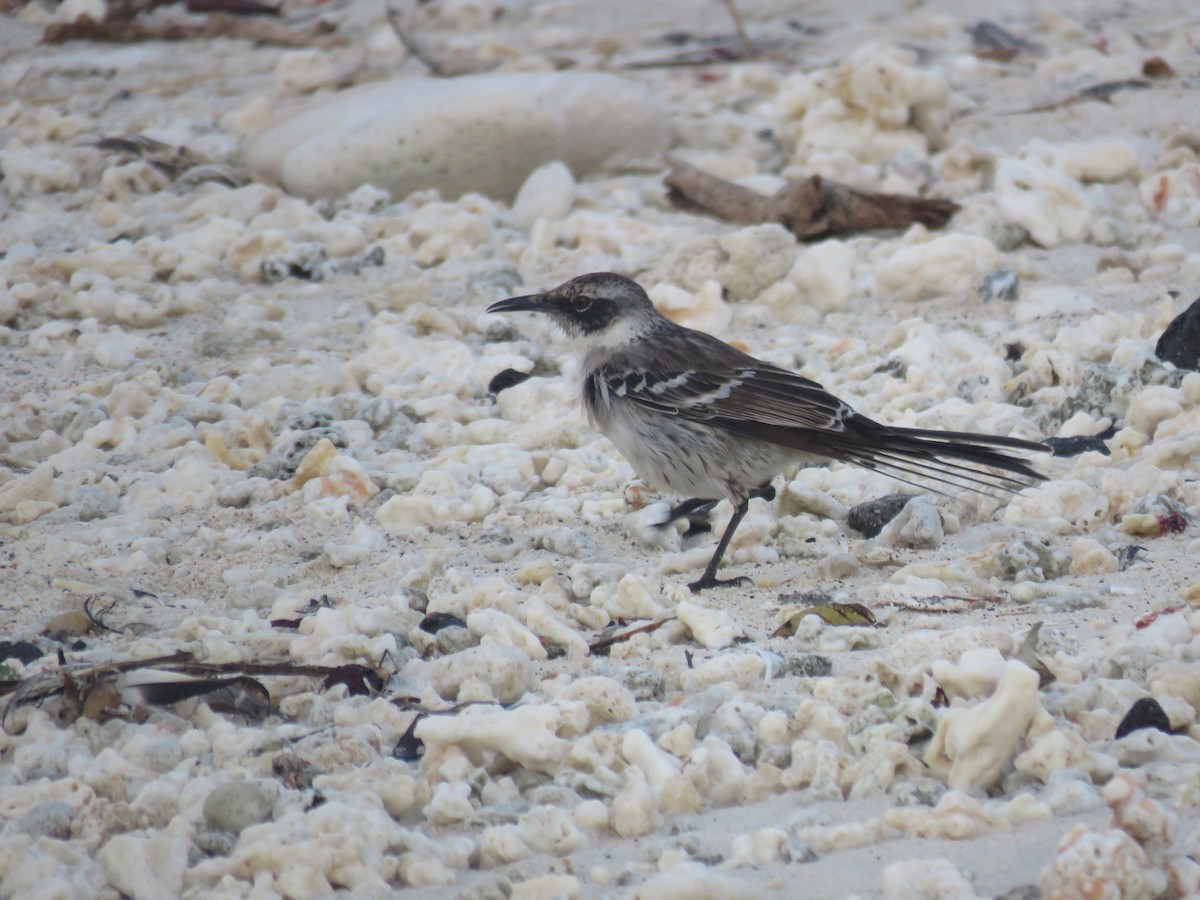 Пересмішник галапагоський - ML646607210