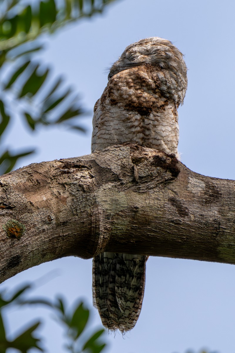 Поту великий - ML646607211