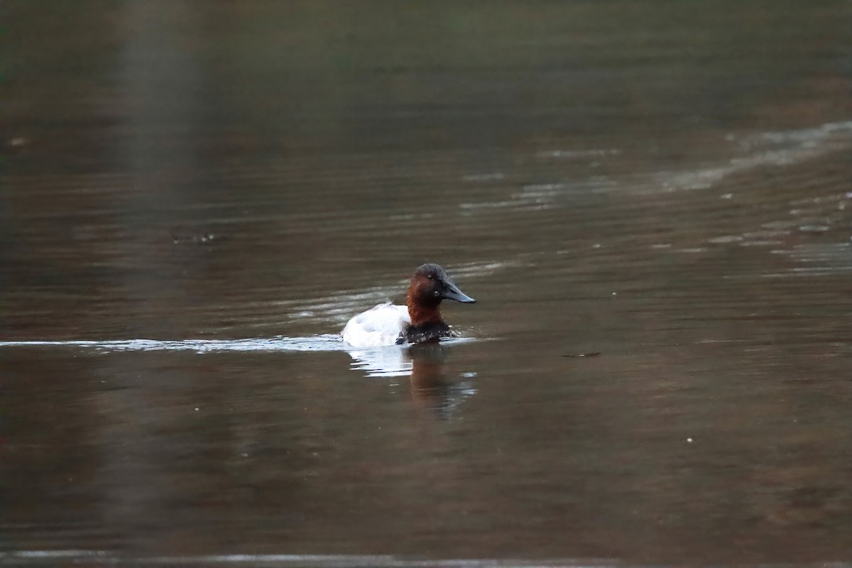 Попелюх довгодзьобий - ML646607212