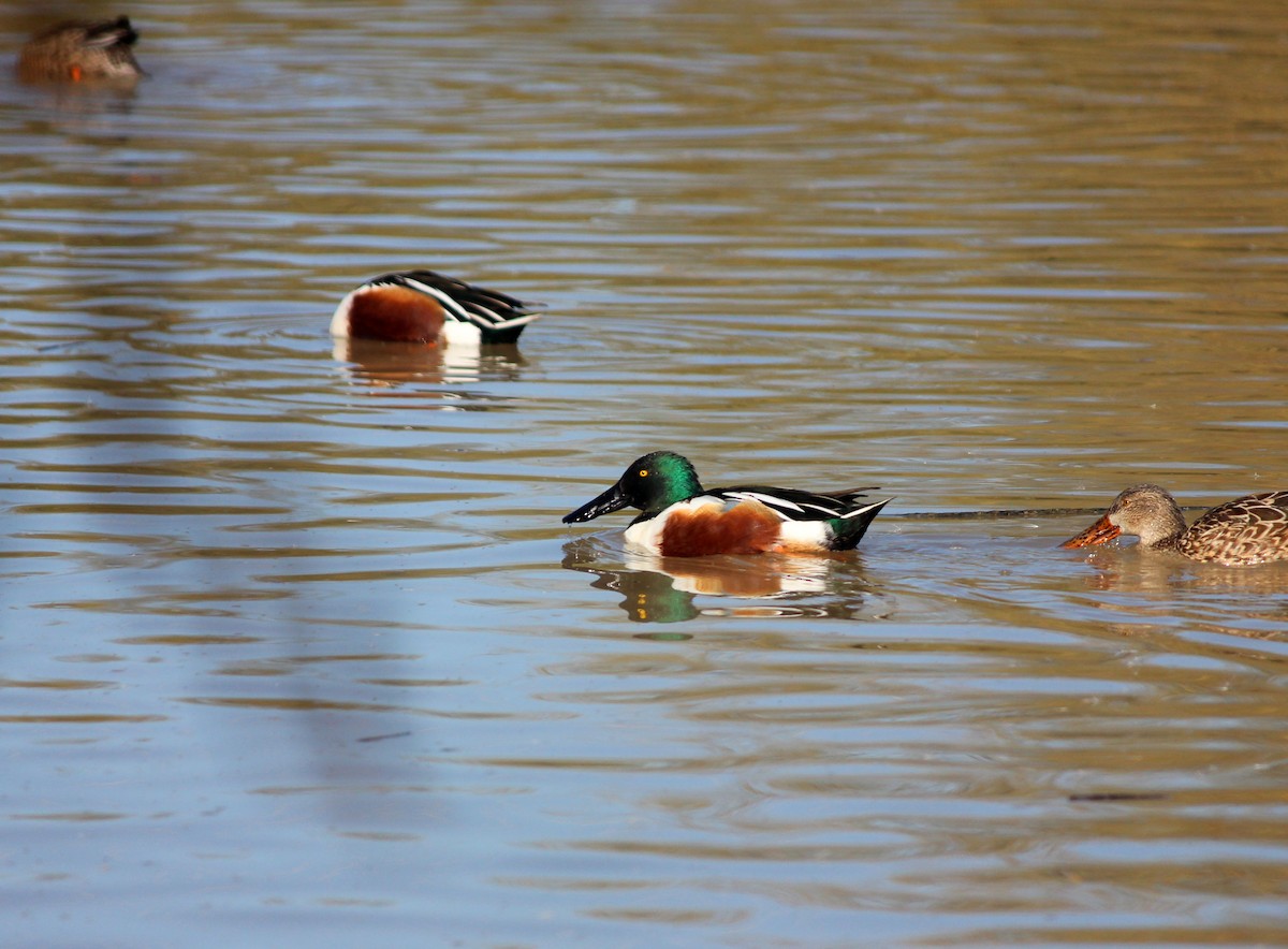 Широконіска північна - ML646607214