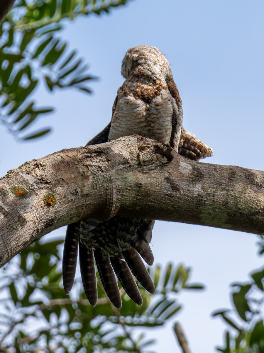 Поту великий - ML646607215