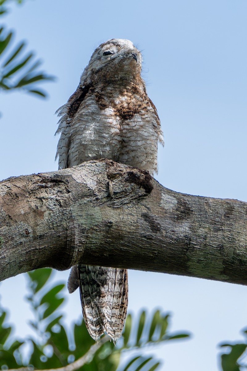 Поту великий - ML646607217