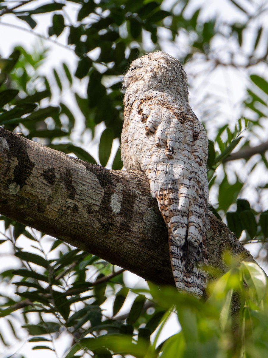 Поту великий - ML646607218