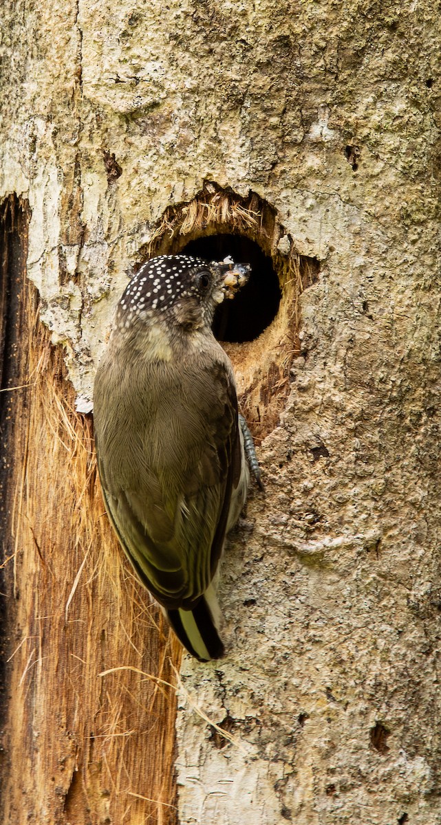 Добаш сірий - ML646607220