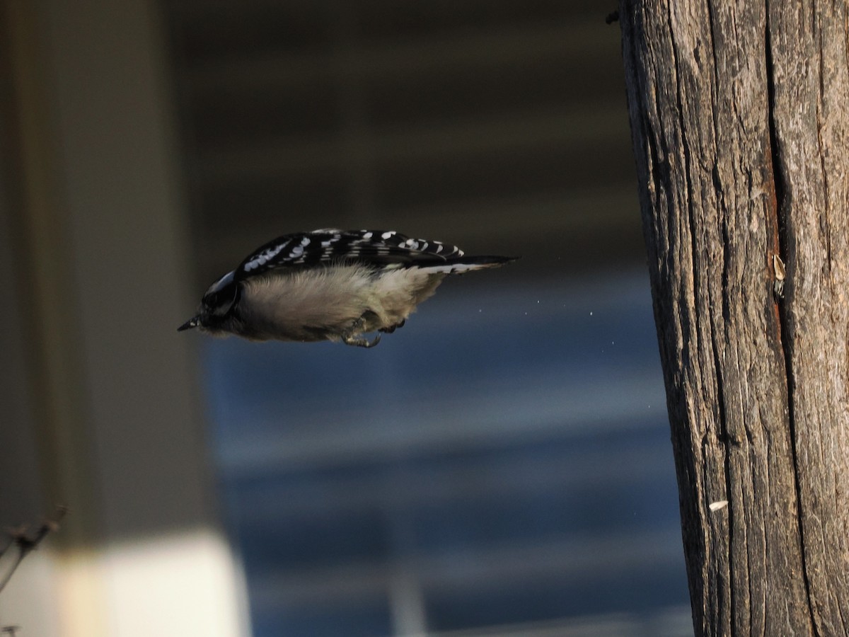 Дятел пухнастий - ML646607221