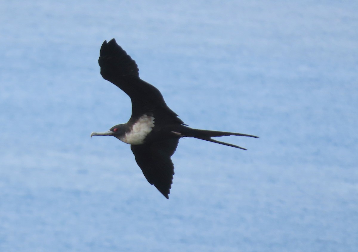 Frégate du Pacifique - ML646607223