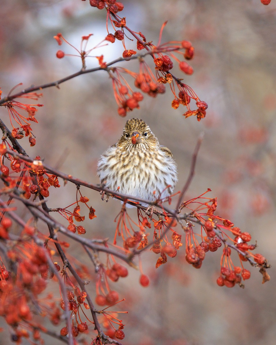 Cassin's Finch - ML646607224