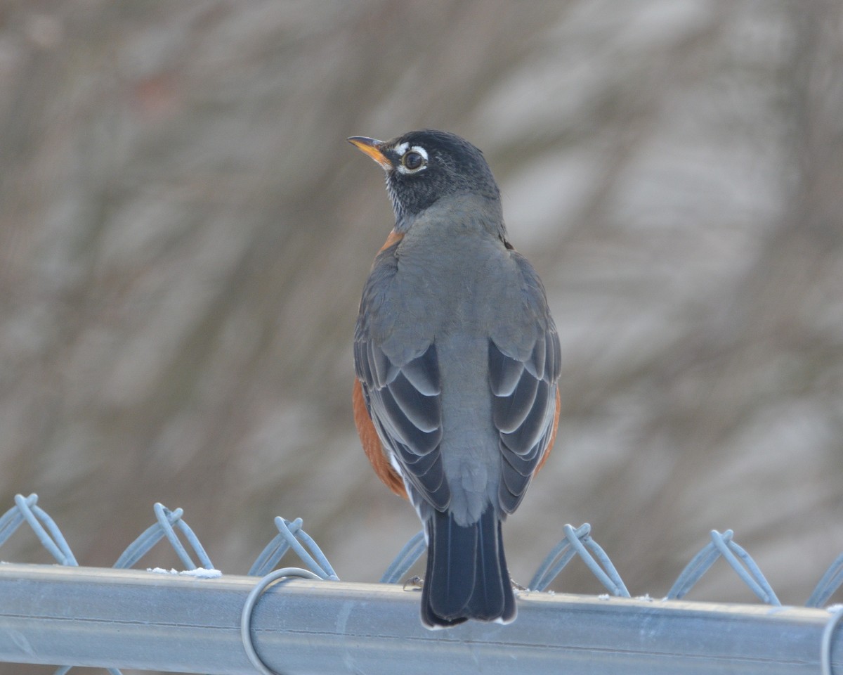 Дрізд мандрівний - ML646607228