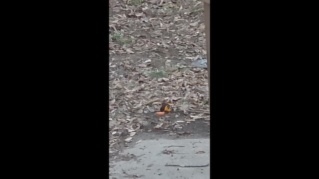 Baltimore Oriole - ML646607229