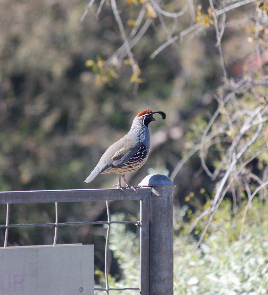 Colin de Gambel - ML646607230