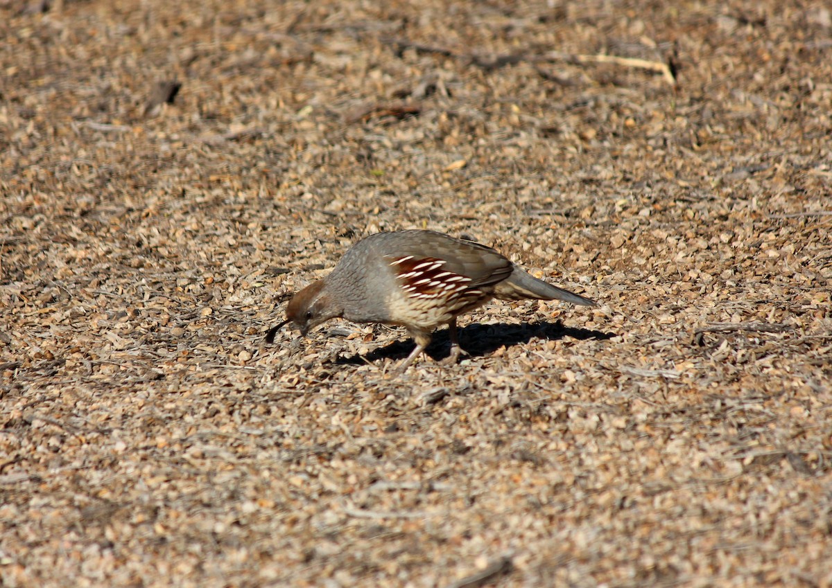 Colin de Gambel - ML646607231