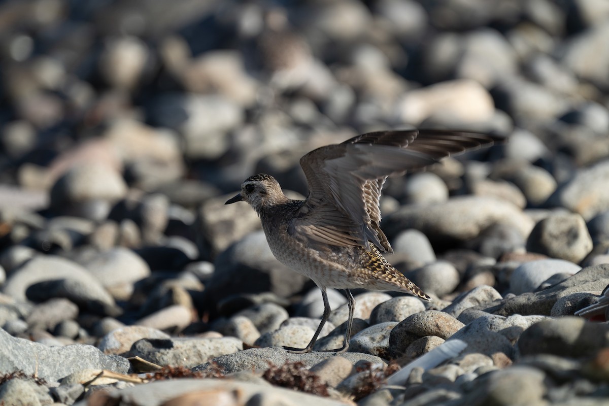 American Golden-Plover - ML646607232