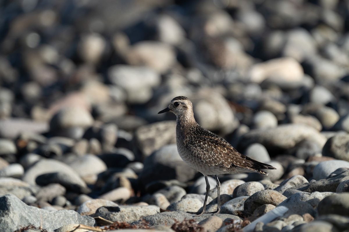 American Golden-Plover - ML646607233