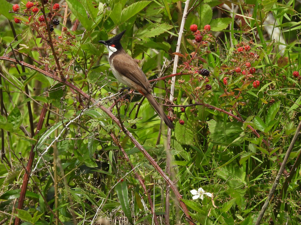 Red-whiskered Bulbul - ML646607234