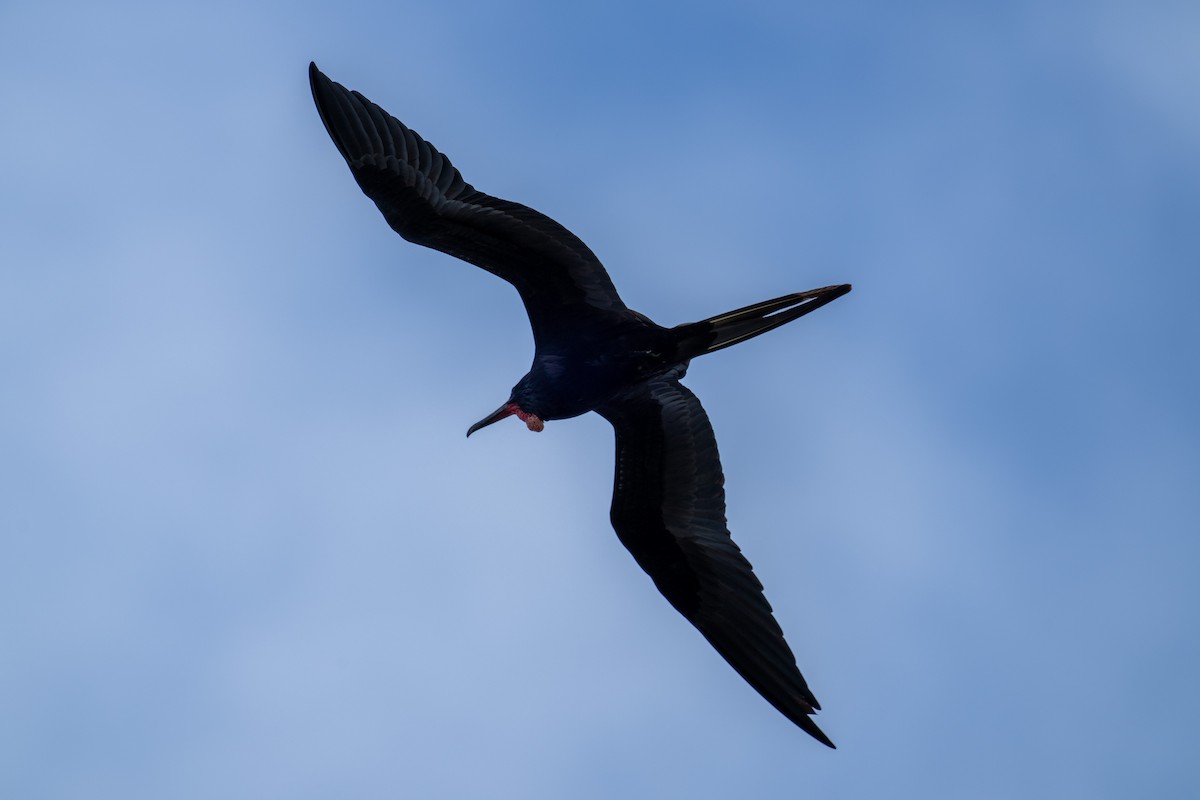 Magnificent Frigatebird - ML646607235