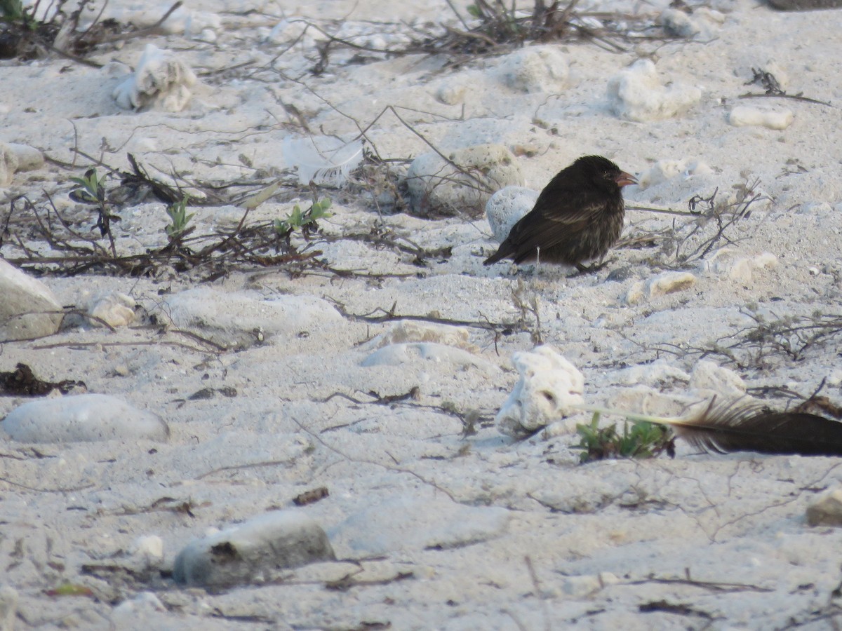 Genovesa Ground-Finch - ML646607236