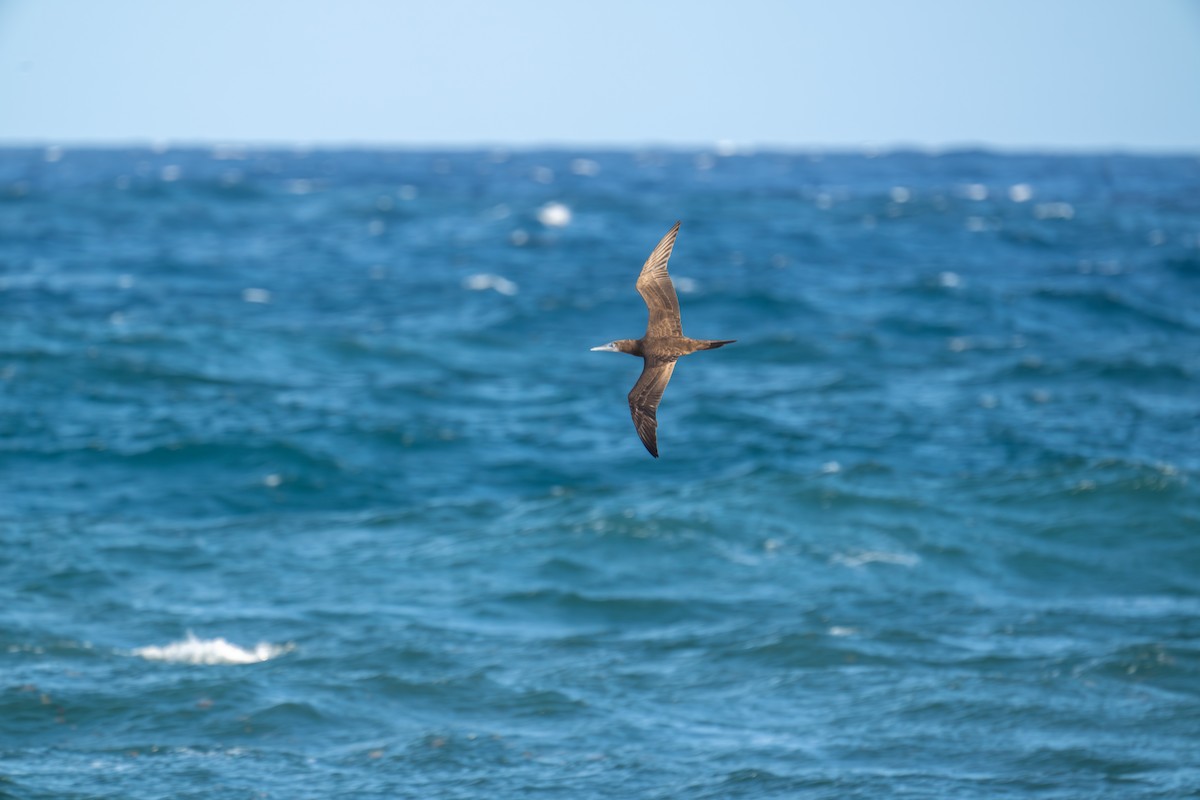 Brown Booby - ML646607240
