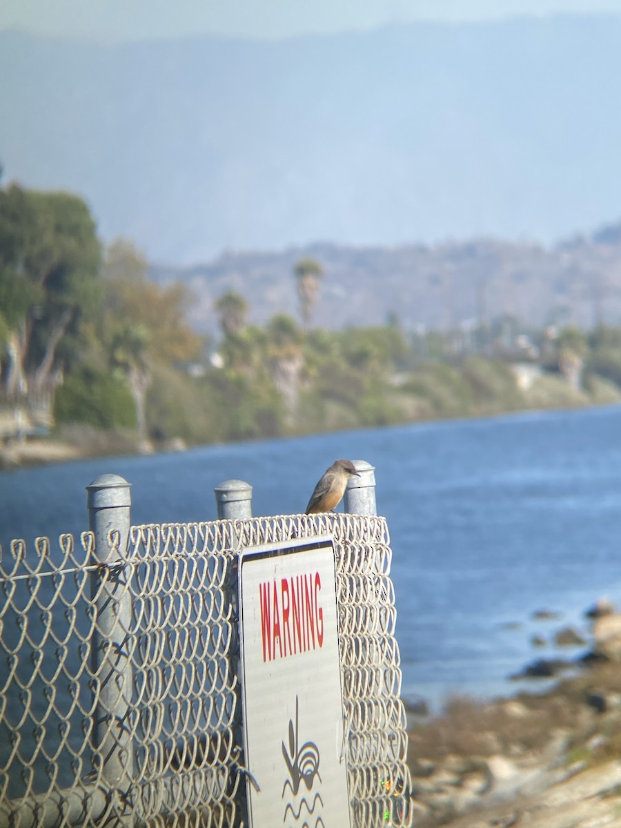 Say's Phoebe - ML646607241