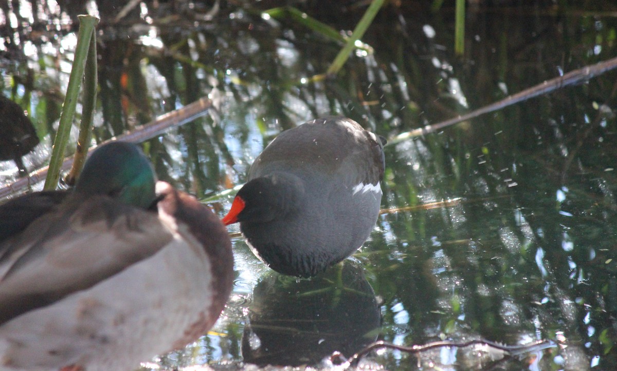 Gallinule d'Amérique - ML646607242