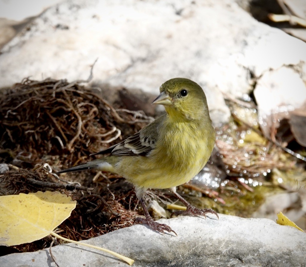 Lesser Goldfinch - ML646607244