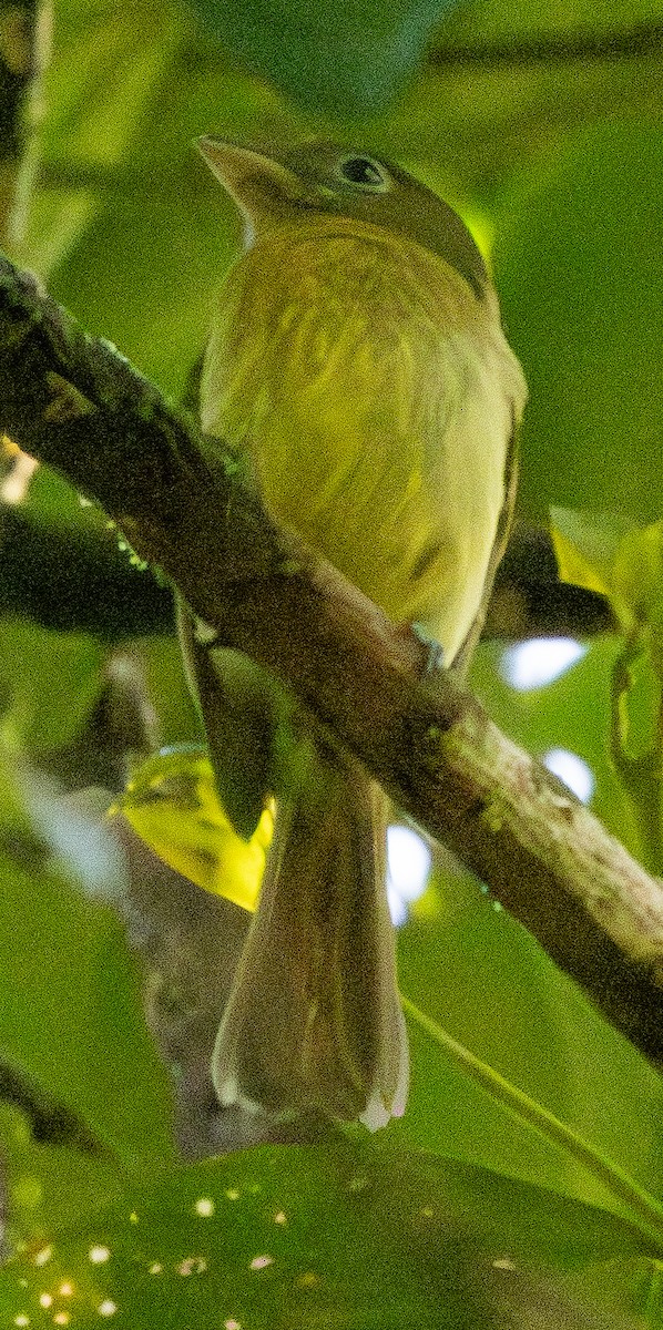 Picoplano Pechirrufo - ML646607245