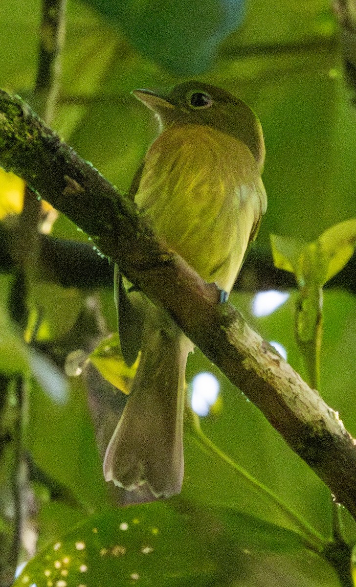 Picoplano Pechirrufo - ML646607246