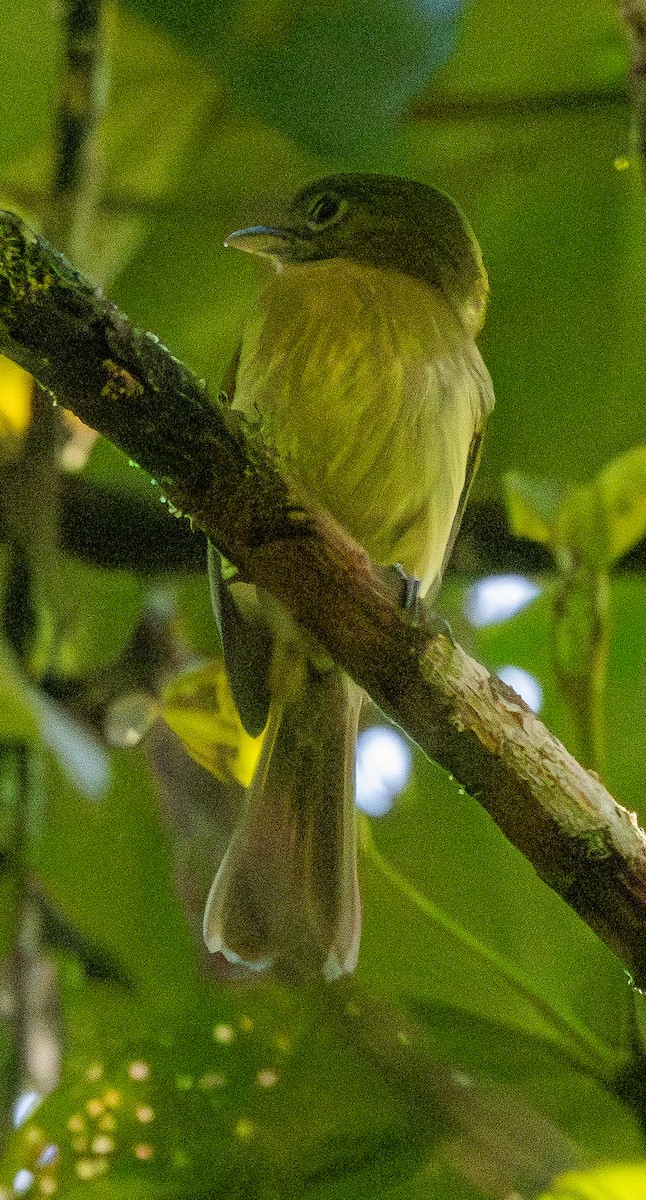 Picoplano Pechirrufo - ML646607247