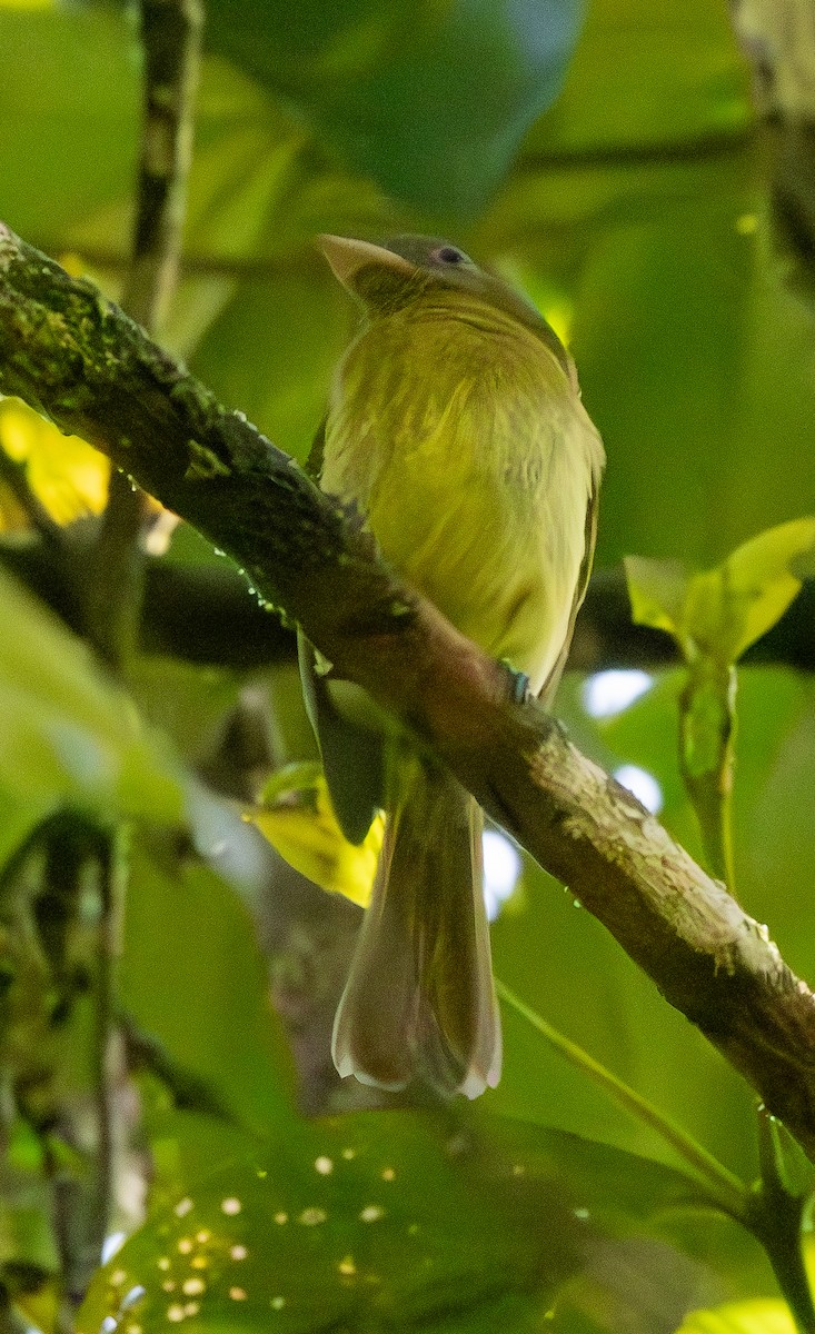 Picoplano Pechirrufo - ML646607248