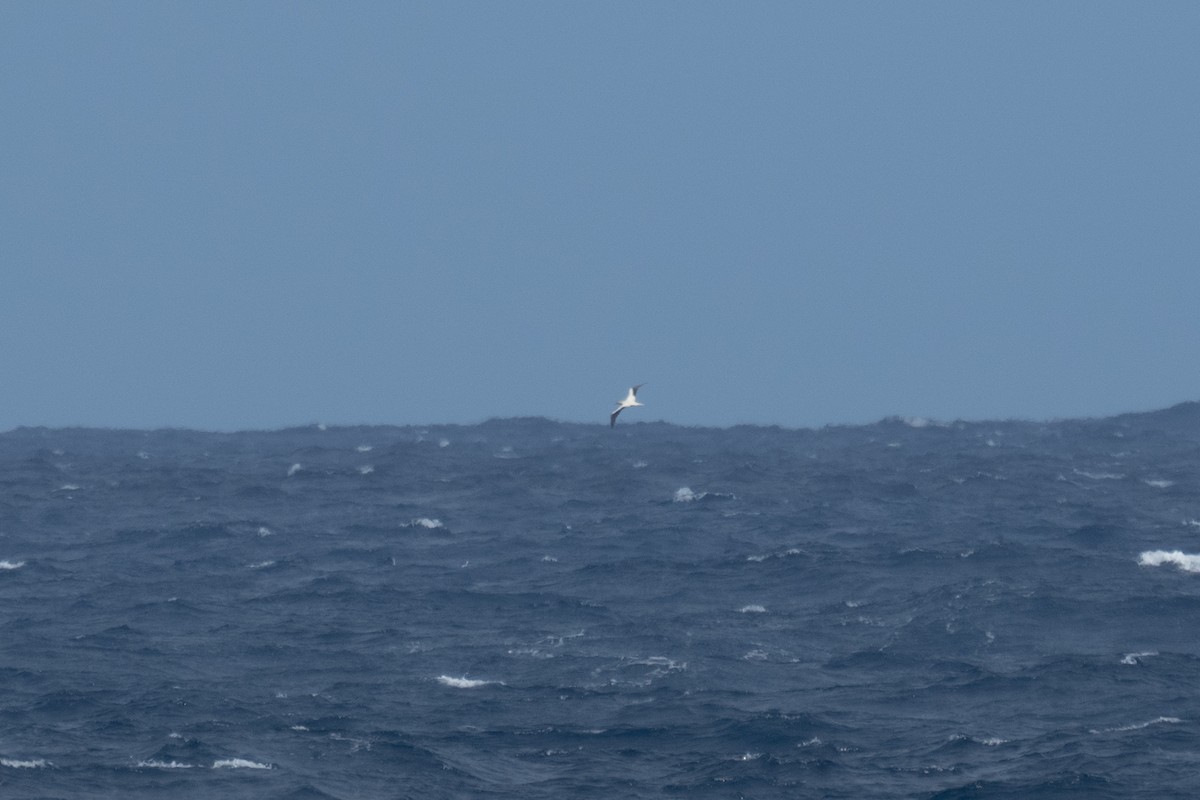 Red-footed Booby - ML646607249