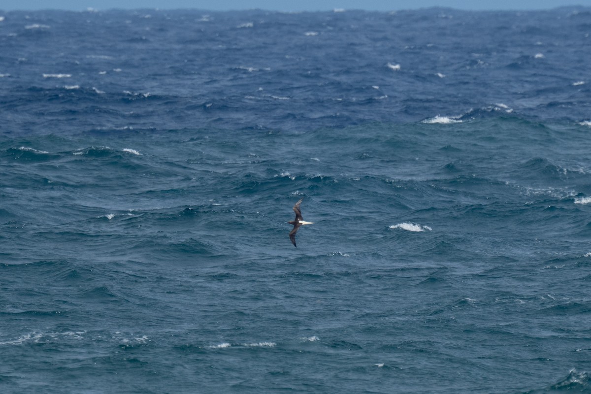 Red-footed Booby - ML646607250