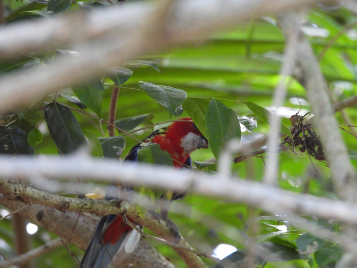 Rosella orientale - ML646607252