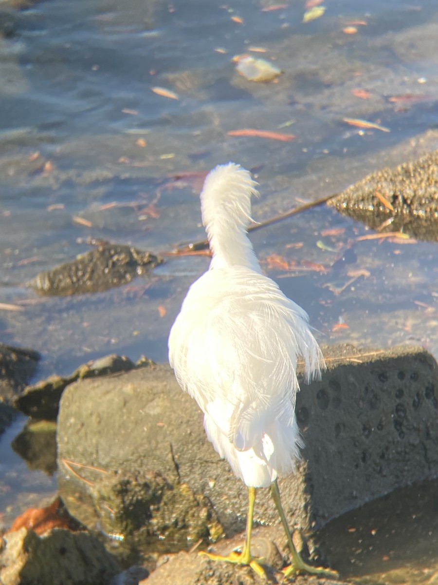 Snowy Egret - ML646607253