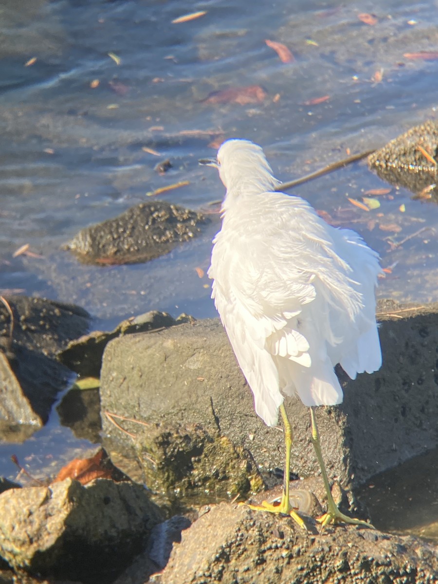 Snowy Egret - ML646607254