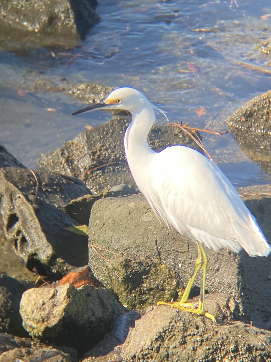 Snowy Egret - ML646607255