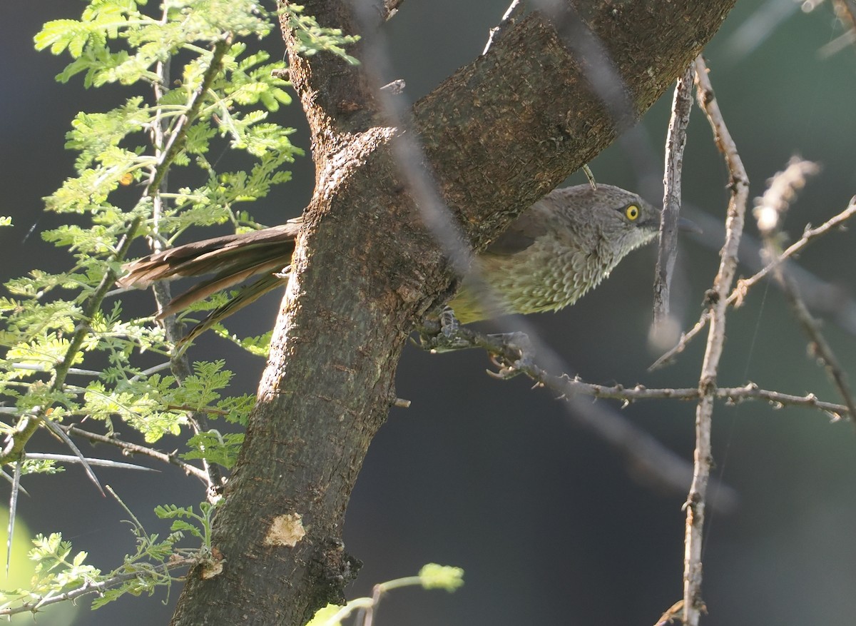 Brown Babbler - ML646607259