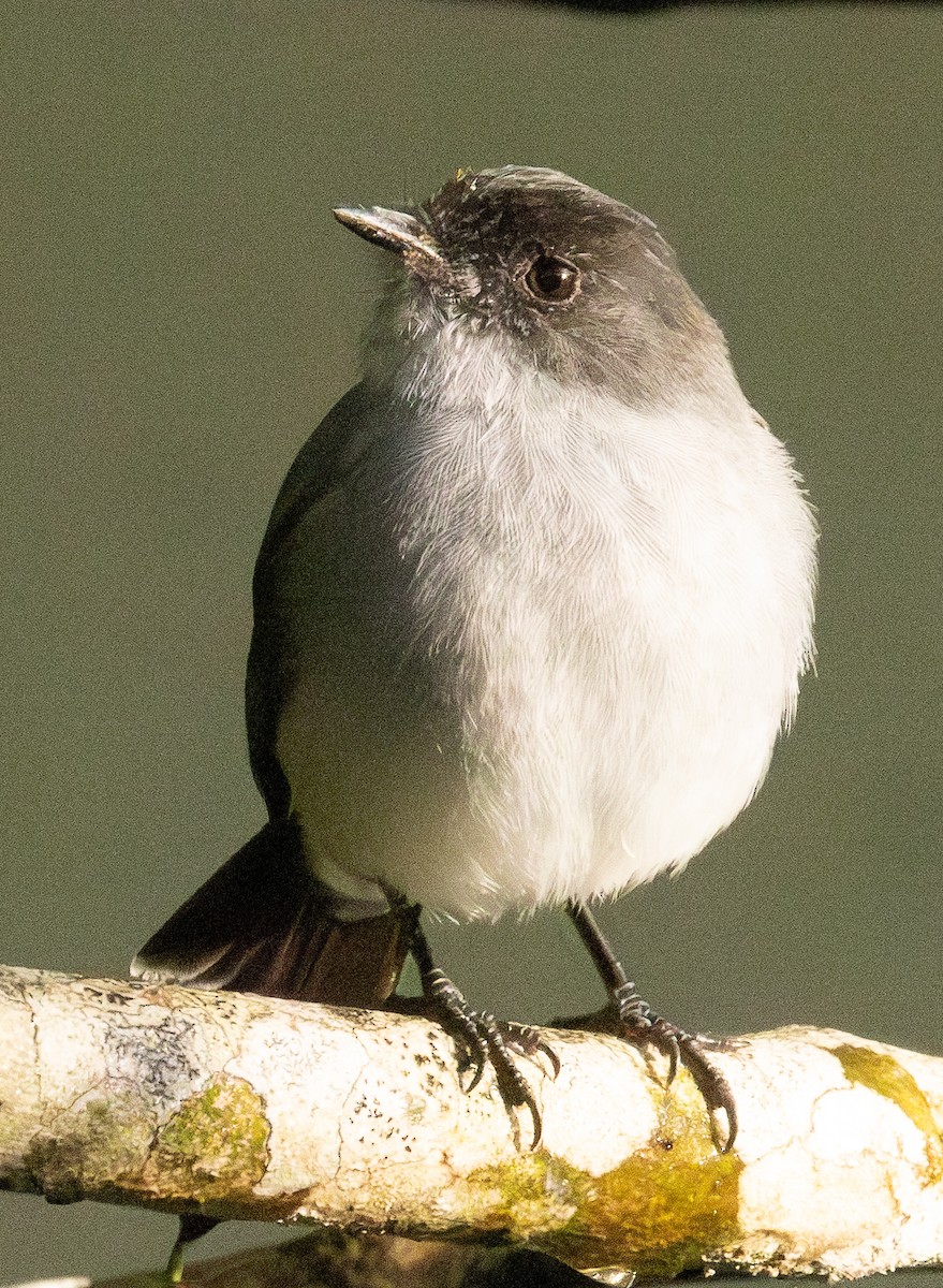Piojito Guardarríos - ML646607260
