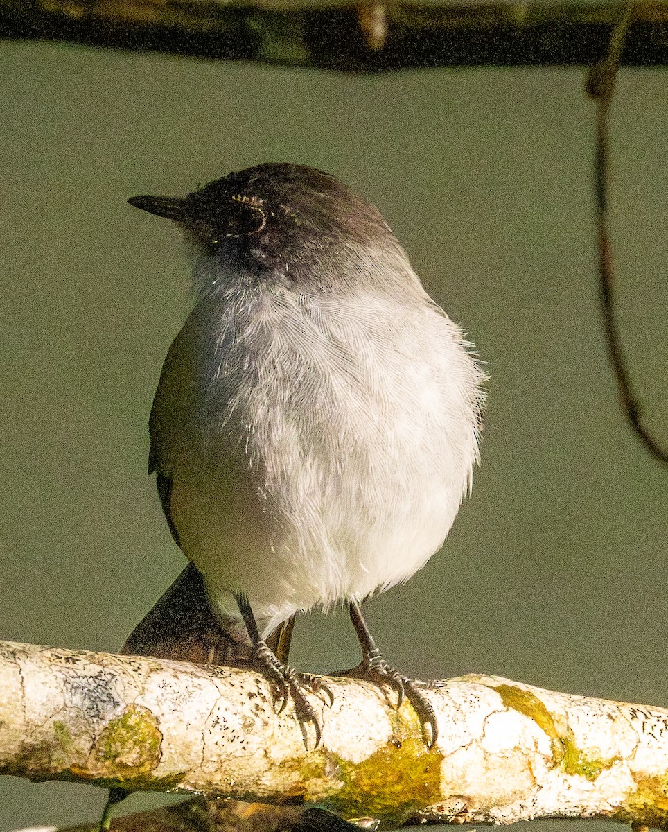 Piojito Guardarríos - ML646607261