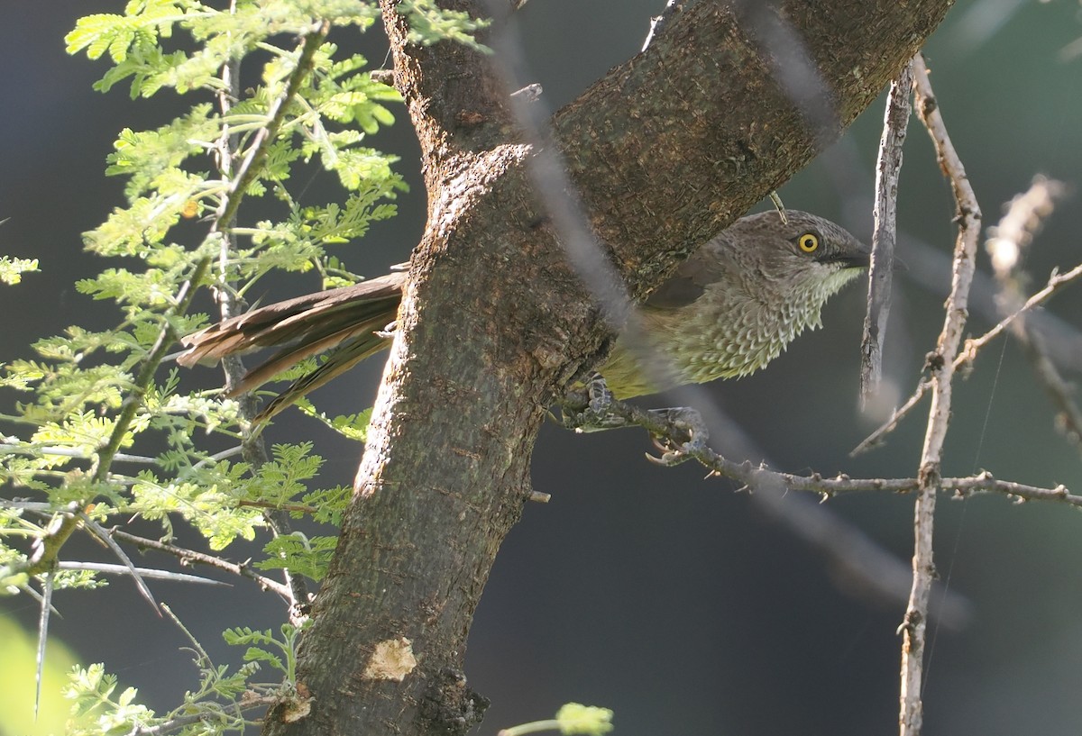 Brown Babbler - ML646607262