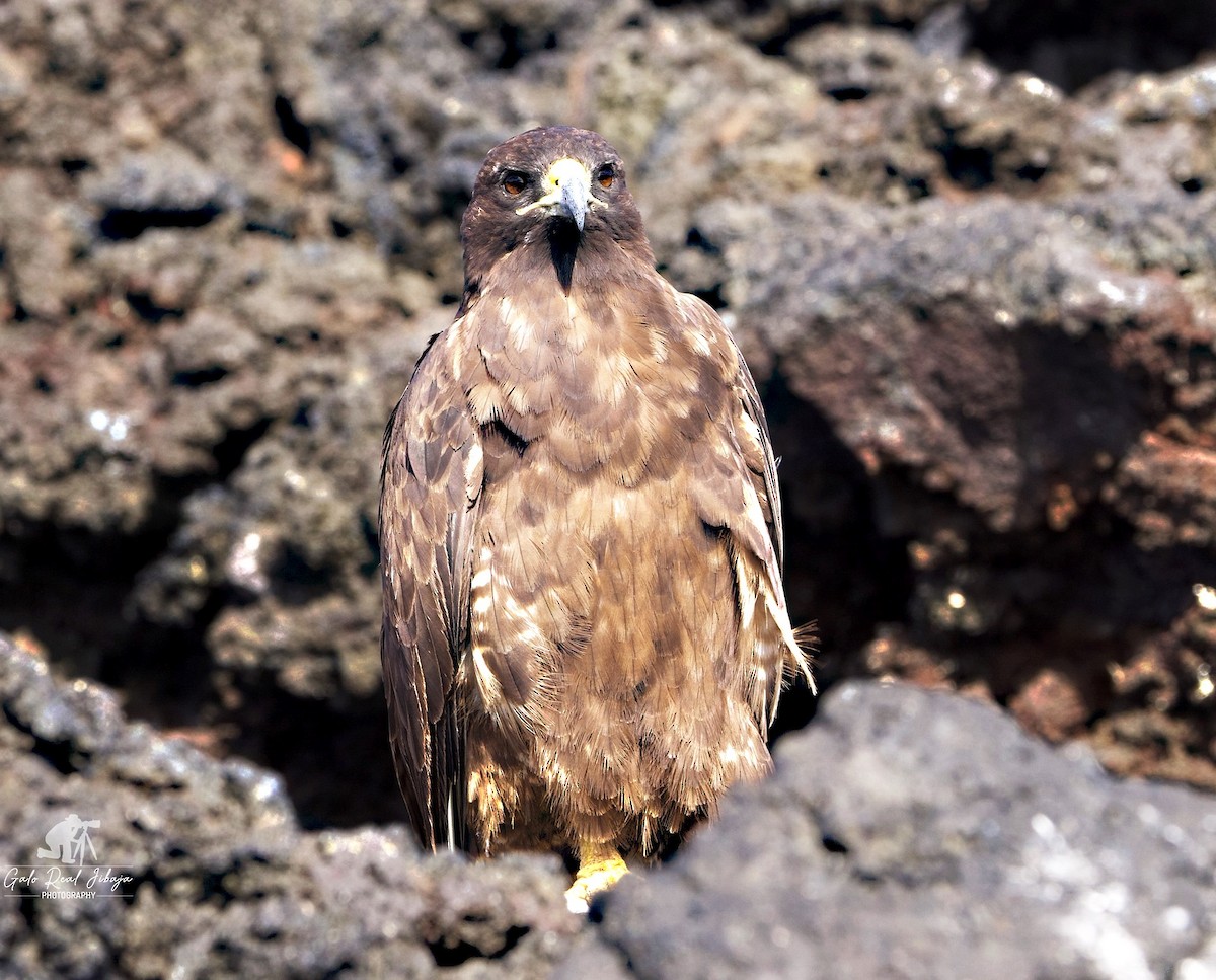 káně galapážská - ML646607263