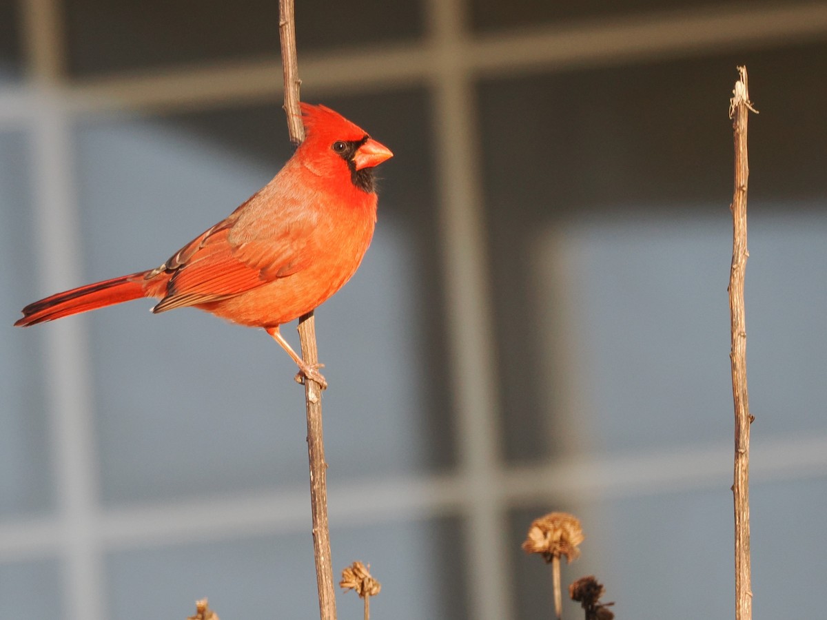 Northern Cardinal - ML646607265