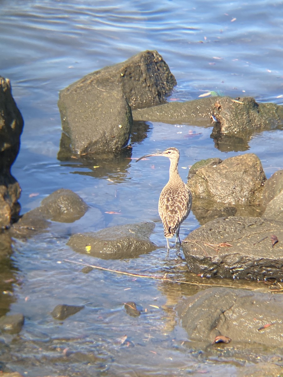 Hudsonian Whimbrel - ML646607266