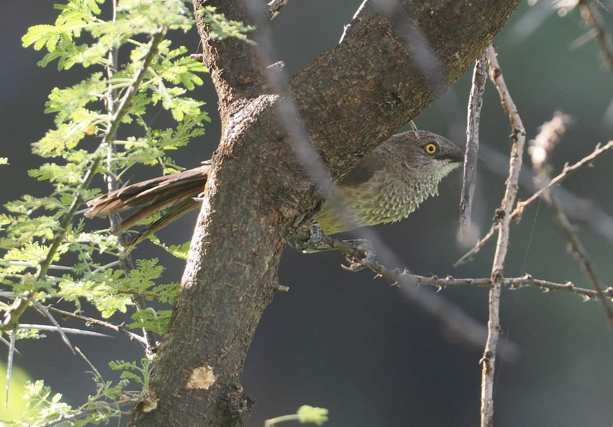 Brown Babbler - ML646607267