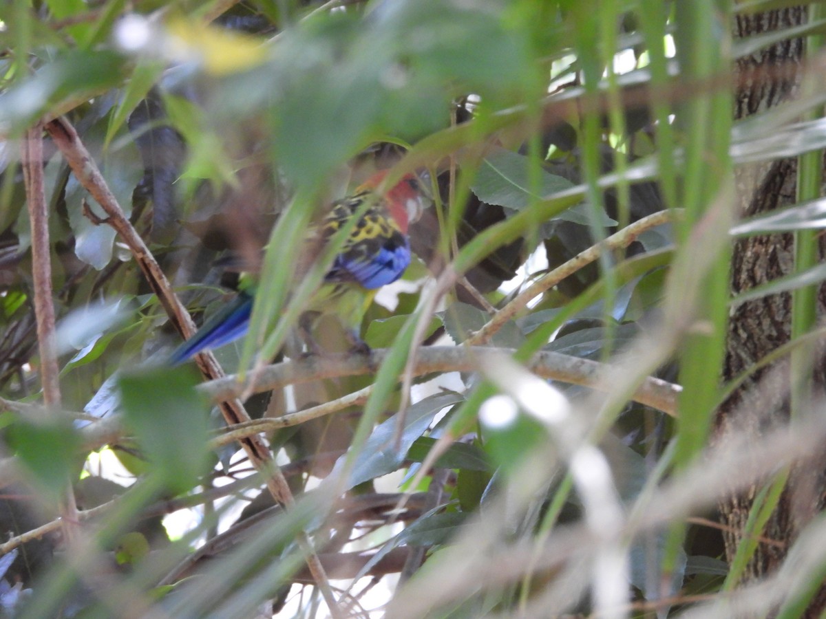 Rosella orientale - ML646607268