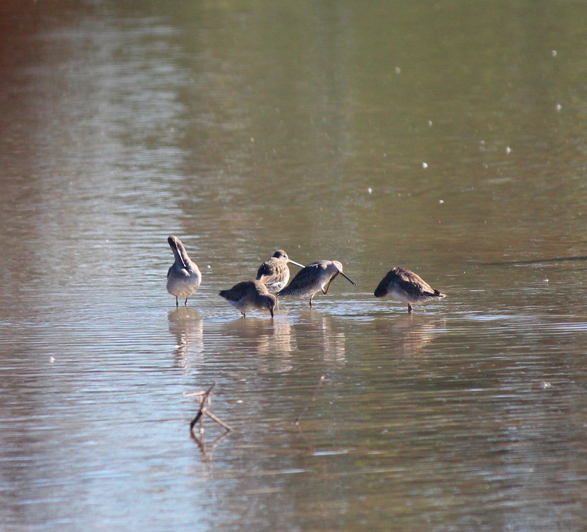 Bécassin à long bec - ML646607273