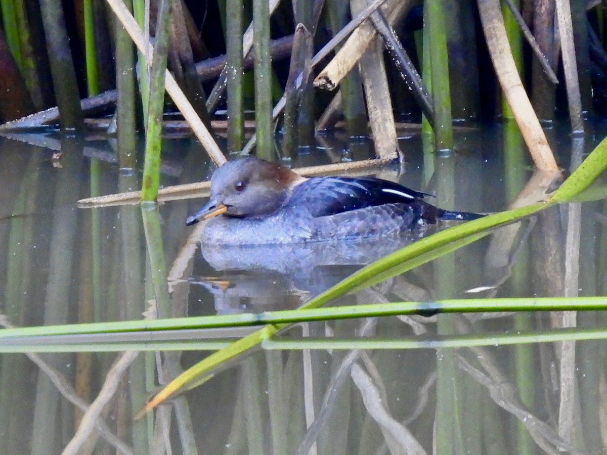 Hooded Merganser - ML646607274