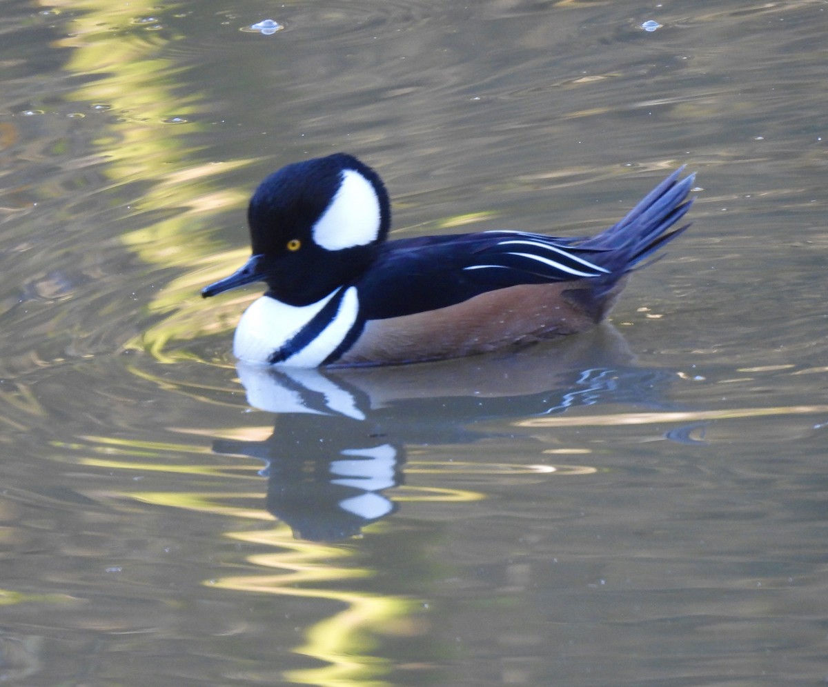 Hooded Merganser - ML646607275