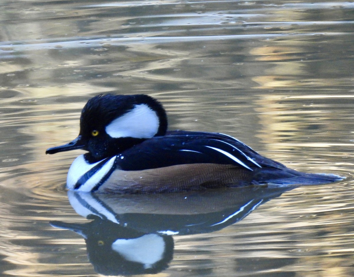 Hooded Merganser - ML646607276