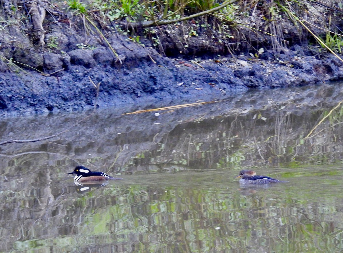 Hooded Merganser - ML646607277