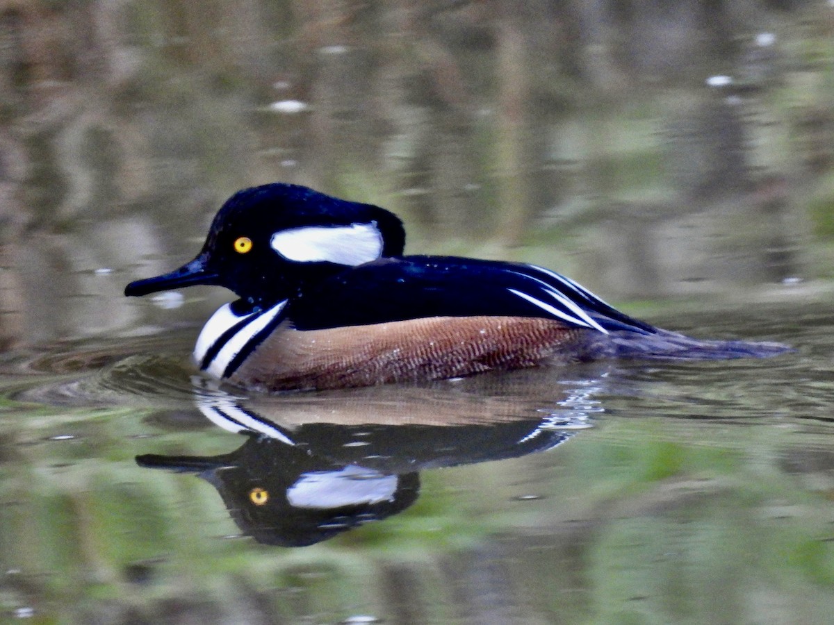 Hooded Merganser - ML646607278